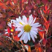 ヒメ日記 2025/12/18 17:00 投稿 まりか 角海老石亭