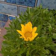 ヒメ日記 2025/12/21 17:00 投稿 まりか 角海老石亭