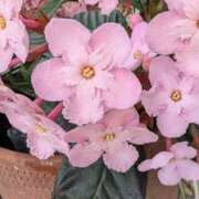 ヒメ日記 2025/12/23 17:00 投稿 まりか 角海老石亭