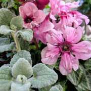 ヒメ日記 2025/12/25 17:00 投稿 まりか 角海老石亭