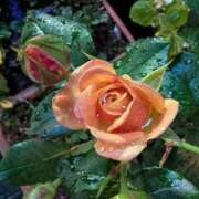 ヒメ日記 2025/12/26 17:00 投稿 まりか 角海老石亭