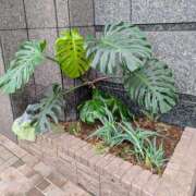 ヒメ日記 2025/12/26 18:30 投稿 まりか 角海老石亭