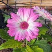 ヒメ日記 2025/12/27 17:00 投稿 まりか 角海老石亭