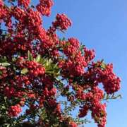 ヒメ日記 2025/12/29 17:00 投稿 まりか 角海老石亭