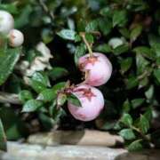 ヒメ日記 2025/12/30 17:00 投稿 まりか 角海老石亭