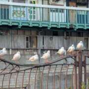 ヒメ日記 2026/01/01 18:30 投稿 まりか 角海老石亭