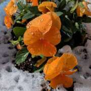 ヒメ日記 2026/01/03 17:00 投稿 まりか 角海老石亭