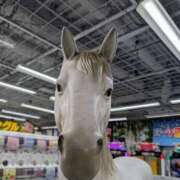 ヒメ日記 2026/01/06 21:00 投稿 まりか 角海老石亭