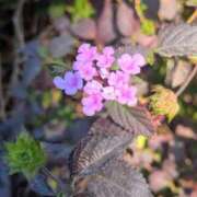 ヒメ日記 2026/01/06 17:00 投稿 まりか 角海老石亭