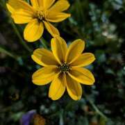 ヒメ日記 2026/01/14 17:00 投稿 まりか 角海老石亭