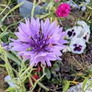 ヒメ日記 2026/01/18 17:00 投稿 まりか 角海老石亭