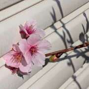 ヒメ日記 2026/01/20 17:00 投稿 まりか 角海老石亭