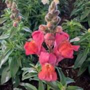 ヒメ日記 2026/01/23 17:00 投稿 まりか 角海老石亭