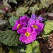 ヒメ日記 2026/01/25 17:00 投稿 まりか 角海老石亭