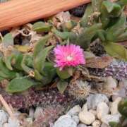 ヒメ日記 2026/01/27 17:00 投稿 まりか 角海老石亭