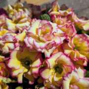 ヒメ日記 2026/03/04 17:00 投稿 まりか 角海老石亭