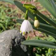 ヒメ日記 2026/03/06 17:00 投稿 まりか 角海老石亭