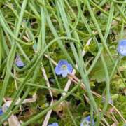 ヒメ日記 2026/03/08 17:00 投稿 まりか 角海老石亭