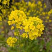 ヒメ日記 2026/03/17 17:00 投稿 まりか 角海老石亭