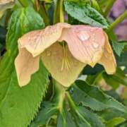 ヒメ日記 2026/04/04 17:00 投稿 まりか 角海老石亭