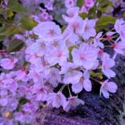 ヒメ日記 2026/04/06 17:00 投稿 まりか 角海老石亭
