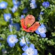 ヒメ日記 2026/04/14 17:00 投稿 まりか 角海老石亭