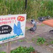 ヒメ日記 2026/06/17 19:00 投稿 まりか 角海老石亭