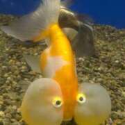 まりか 金魚 角海老石亭