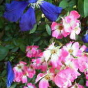 ヒメ日記 2025/05/03 15:47 投稿 マリ 角海老石亭