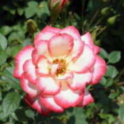 ヒメ日記 2025/05/15 15:32 投稿 マリ 角海老石亭