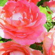 ヒメ日記 2025/05/17 15:10 投稿 マリ 角海老石亭