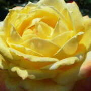 ヒメ日記 2025/05/22 15:44 投稿 マリ 角海老石亭