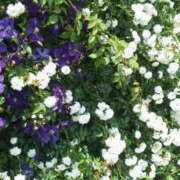 ヒメ日記 2025/06/07 15:34 投稿 マリ 角海老石亭