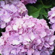 ヒメ日記 2025/06/12 15:40 投稿 マリ 角海老石亭