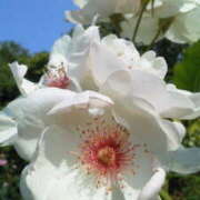 ヒメ日記 2025/06/19 15:21 投稿 マリ 角海老石亭