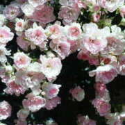 ヒメ日記 2025/06/21 15:29 投稿 マリ 角海老石亭