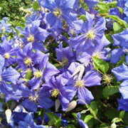 ヒメ日記 2025/06/26 15:50 投稿 マリ 角海老石亭