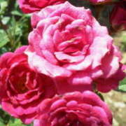 ヒメ日記 2025/06/28 15:45 投稿 マリ 角海老石亭