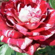 ヒメ日記 2025/07/03 16:08 投稿 マリ 角海老石亭