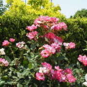 ヒメ日記 2025/07/05 15:15 投稿 マリ 角海老石亭