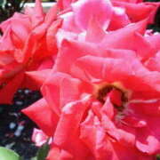 ヒメ日記 2025/07/10 15:53 投稿 マリ 角海老石亭