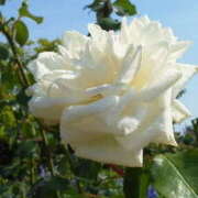 ヒメ日記 2025/07/12 15:41 投稿 マリ 角海老石亭