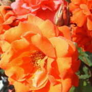 ヒメ日記 2025/07/19 15:43 投稿 マリ 角海老石亭