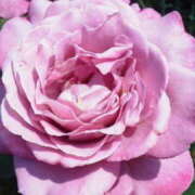 ヒメ日記 2025/11/06 16:17 投稿 マリ 角海老石亭