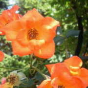 ヒメ日記 2025/11/08 16:19 投稿 マリ 角海老石亭