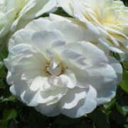 ヒメ日記 2025/11/13 15:52 投稿 マリ 角海老石亭