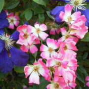 ヒメ日記 2025/11/20 15:51 投稿 マリ 角海老石亭