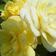 ヒメ日記 2025/11/27 16:00 投稿 マリ 角海老石亭