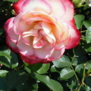 マリ ※無題 角海老石亭