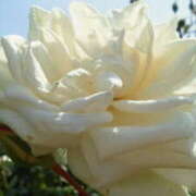 ヒメ日記 2025/12/11 15:42 投稿 マリ 角海老石亭